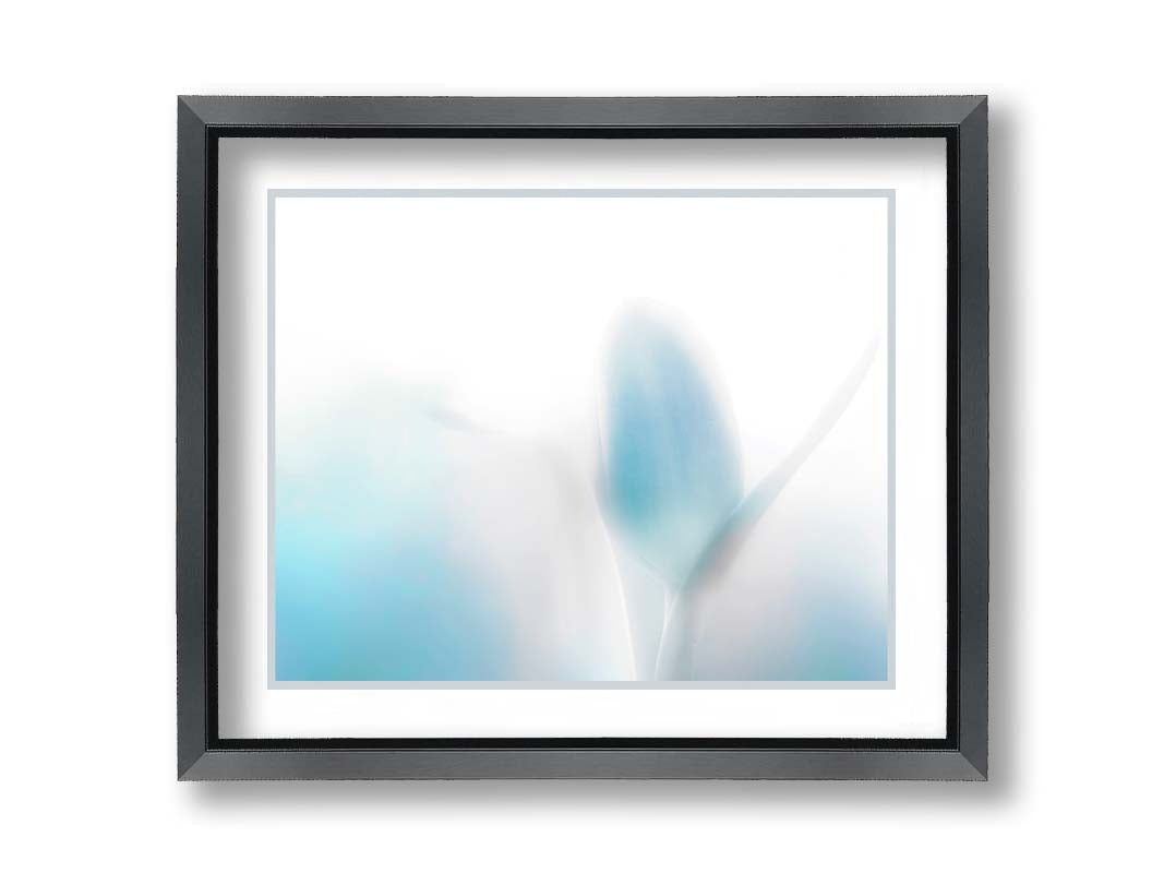 A photograph of tulips in blue, soft and out of focus against a white background to create a gentle, watercolor-like appearance. Printed on paper, matted, and framed.