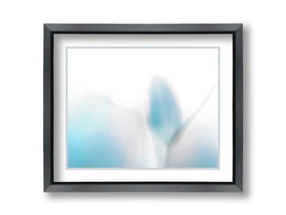 A photograph of tulips in blue, soft and out of focus against a white background to create a gentle, watercolor-like appearance. Printed on paper, matted, and framed.