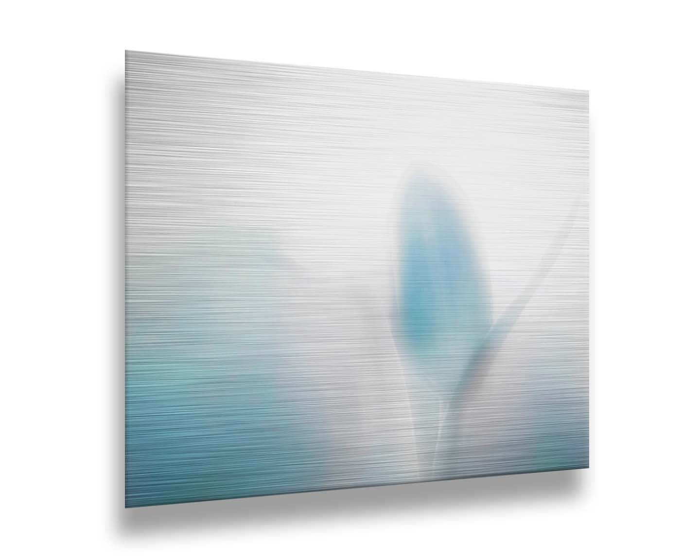 A photograph of tulips in blue, soft and out of focus against a white background to create a gentle, watercolor-like appearance. Printed on metal.