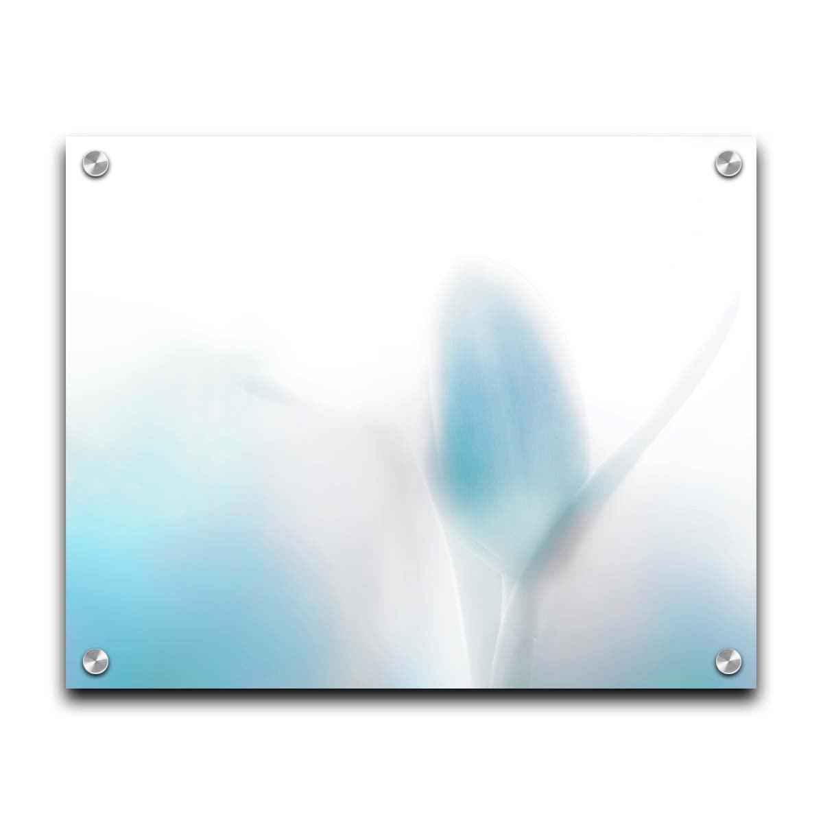 A photograph of tulips in blue, soft and out of focus against a white background to create a gentle, watercolor-like appearance. Printed on acrylic.