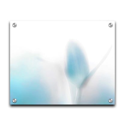 A photograph of tulips in blue, soft and out of focus against a white background to create a gentle, watercolor-like appearance. Printed on acrylic.