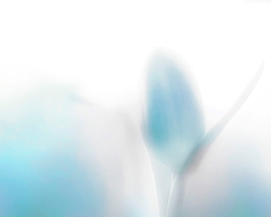 A photograph of tulips in blue, soft and out of focus against a white background to create a gentle, watercolor-like appearance. 