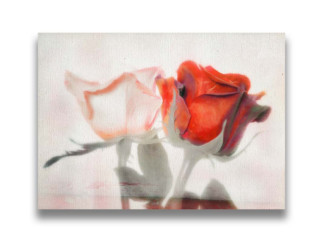 A photo of two roses, one white and one red. The image is desaturated except for the red hues. It is overlayed with texture and edited to be reminiscent of a painting. Printed on canvas.