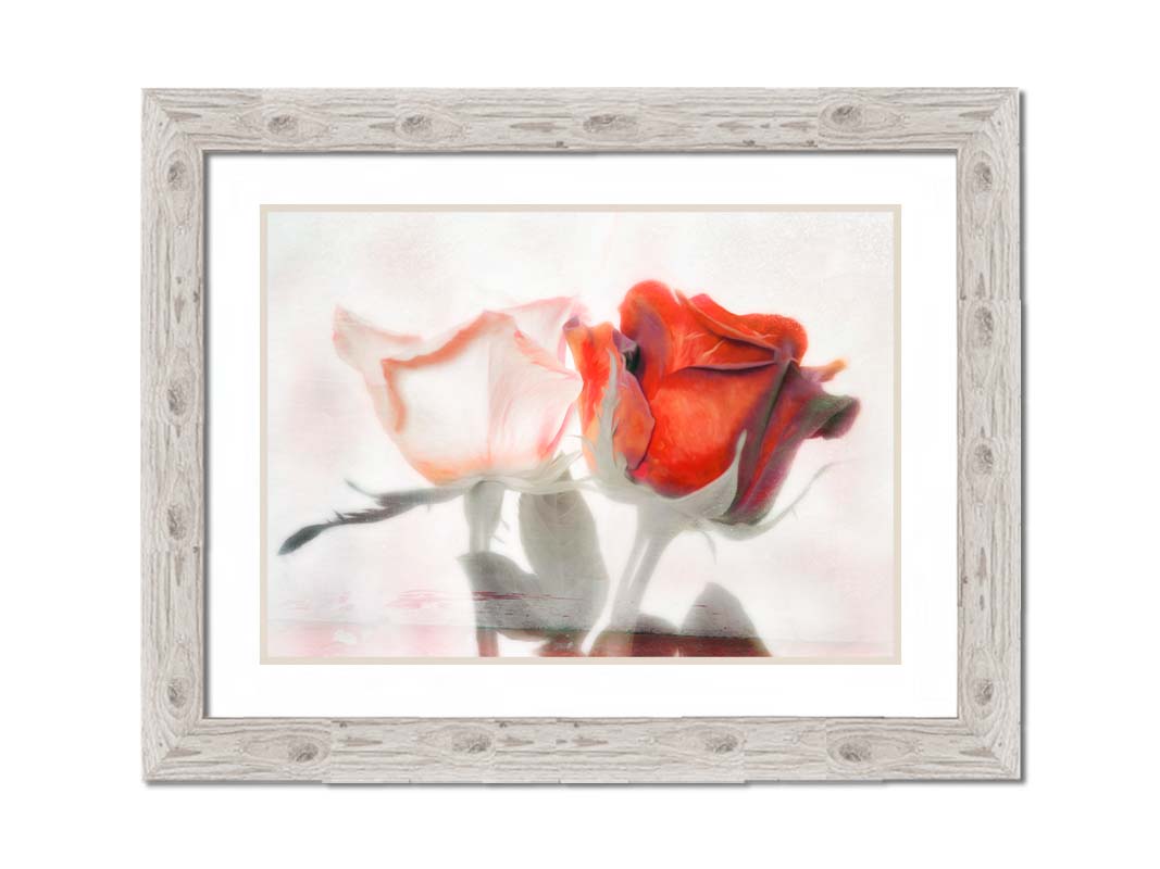 A photo of two roses, one white and one red. The image is desaturated except for the red hues. It is overlayed with texture and edited to be reminiscent of a painting. Printed on paper, matted, and framed.