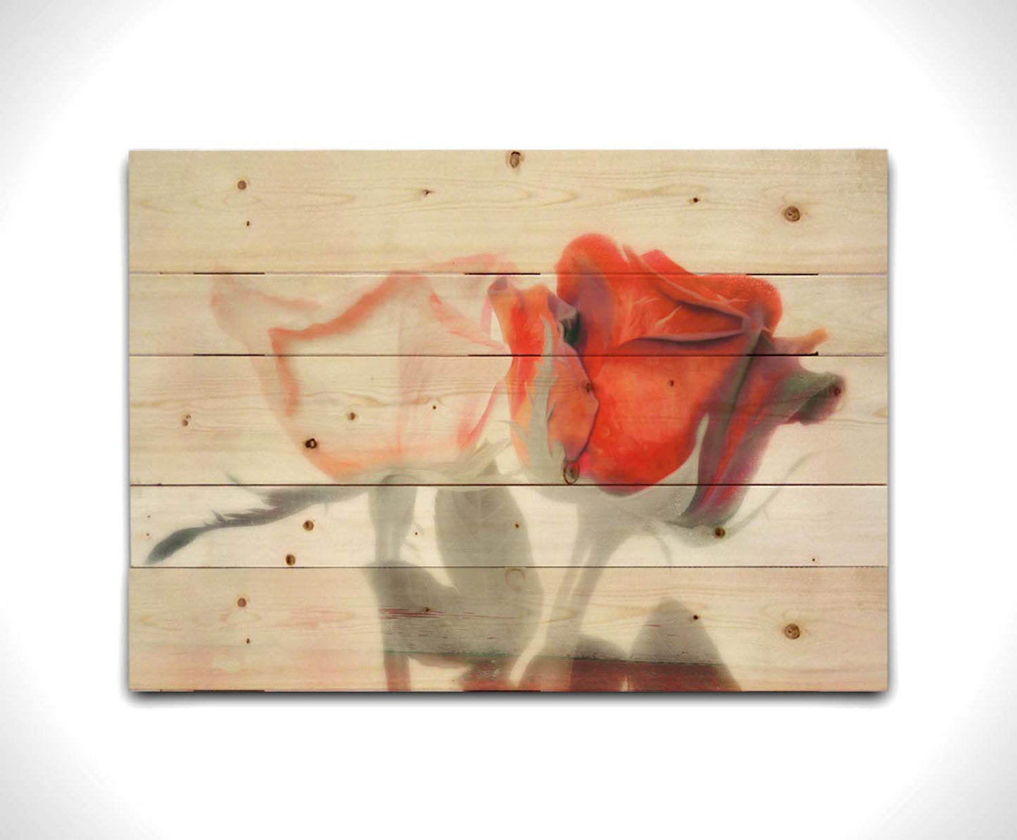 A photo of two roses, one white and one red. The image is desaturated except for the red hues. It is overlayed with texture and edited to be reminiscent of a painting. Printed on a wood pallet.