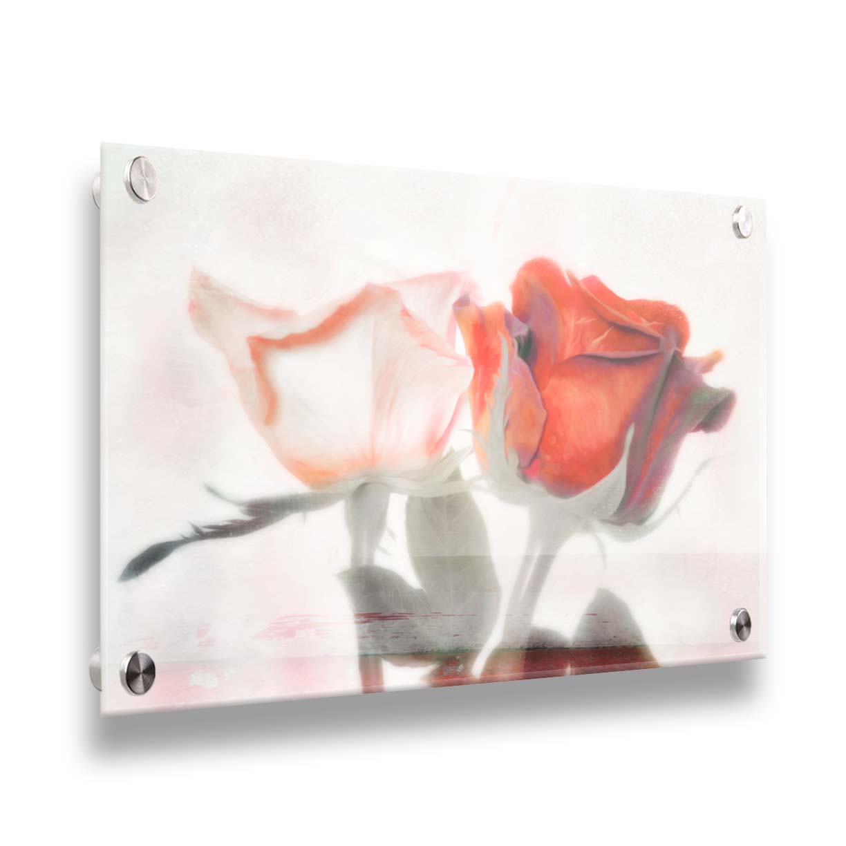 A photo of two roses, one white and one red. The image is desaturated except for the red hues. It is overlayed with texture and edited to be reminiscent of a painting. Printed on acrylic.