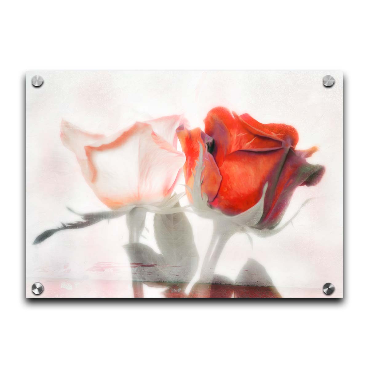 A photo of two roses, one white and one red. The image is desaturated except for the red hues. It is overlayed with texture and edited to be reminiscent of a painting. Printed on acrylic.