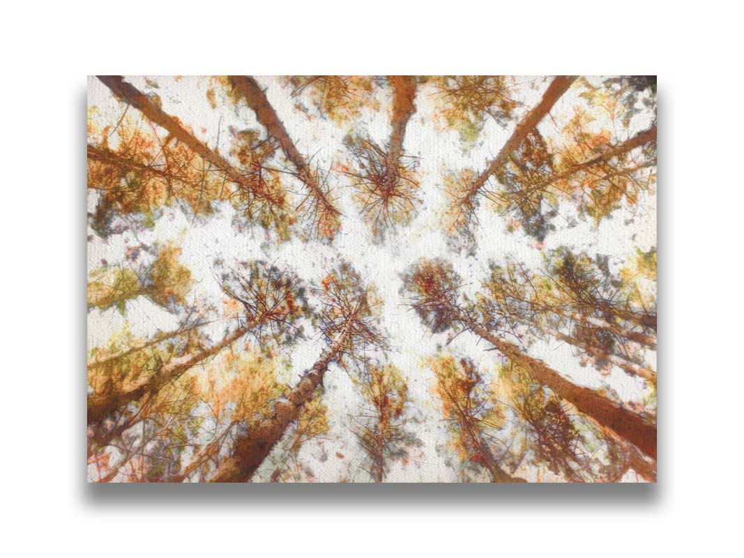 A photo looking up at a tall forest of trees, esited to be reminiscent of painting. Printed on canvas.