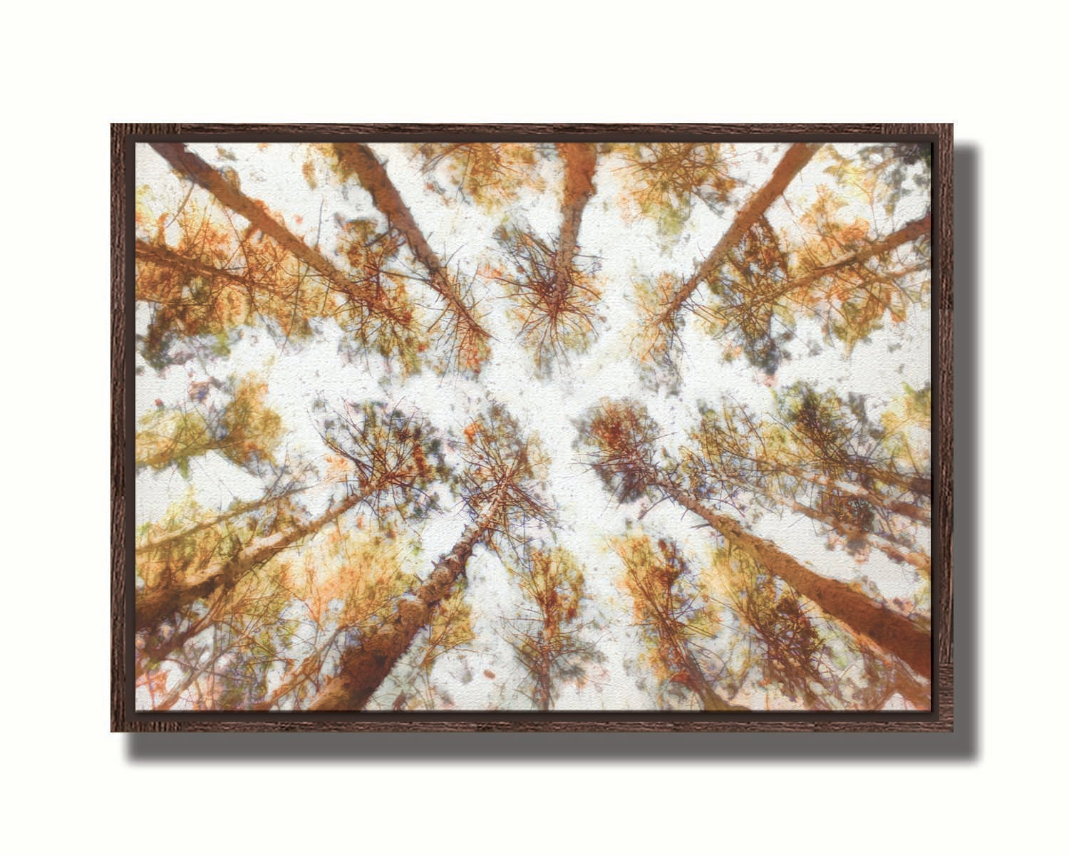 A photo looking up at a tall forest of trees, esited to be reminiscent of painting. Printed on canvas in a float frame.