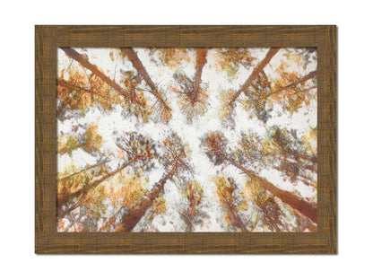 A photo looking up at a tall forest of trees, esited to be reminiscent of painting. Printed on canvas and framed.