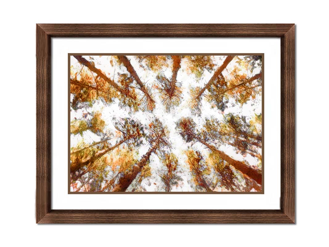 A photo looking up at a tall forest of trees, esited to be reminiscent of painting. Printed on paper, matted, and framed.