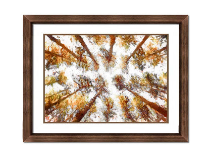 A photo looking up at a tall forest of trees, esited to be reminiscent of painting. Printed on paper, matted, and framed.