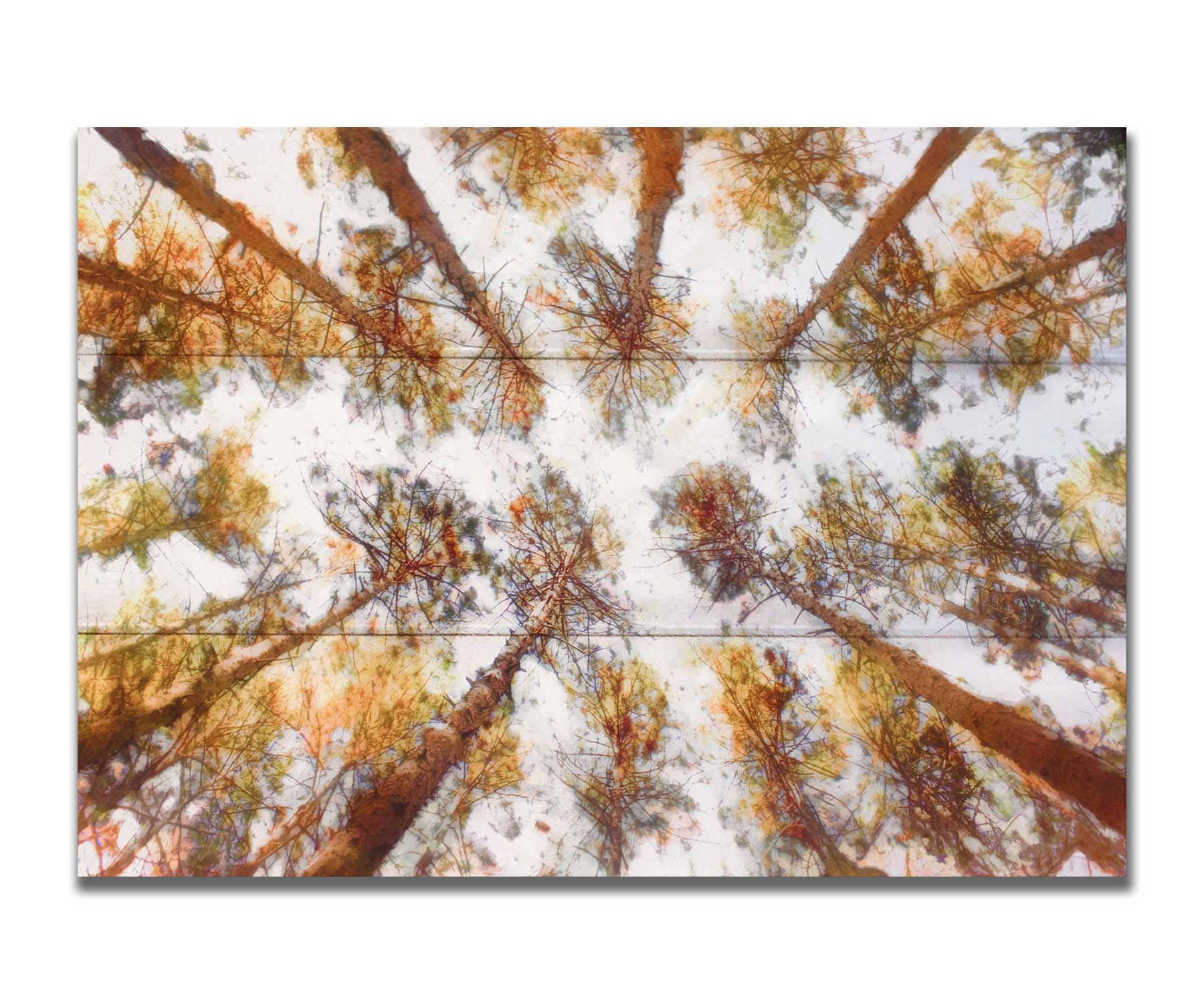 A photo looking up at a tall forest of trees, esited to be reminiscent of painting. Printed on a box board.