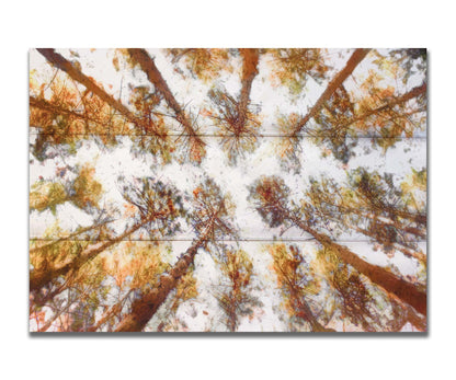 A photo looking up at a tall forest of trees, esited to be reminiscent of painting. Printed on a box board.