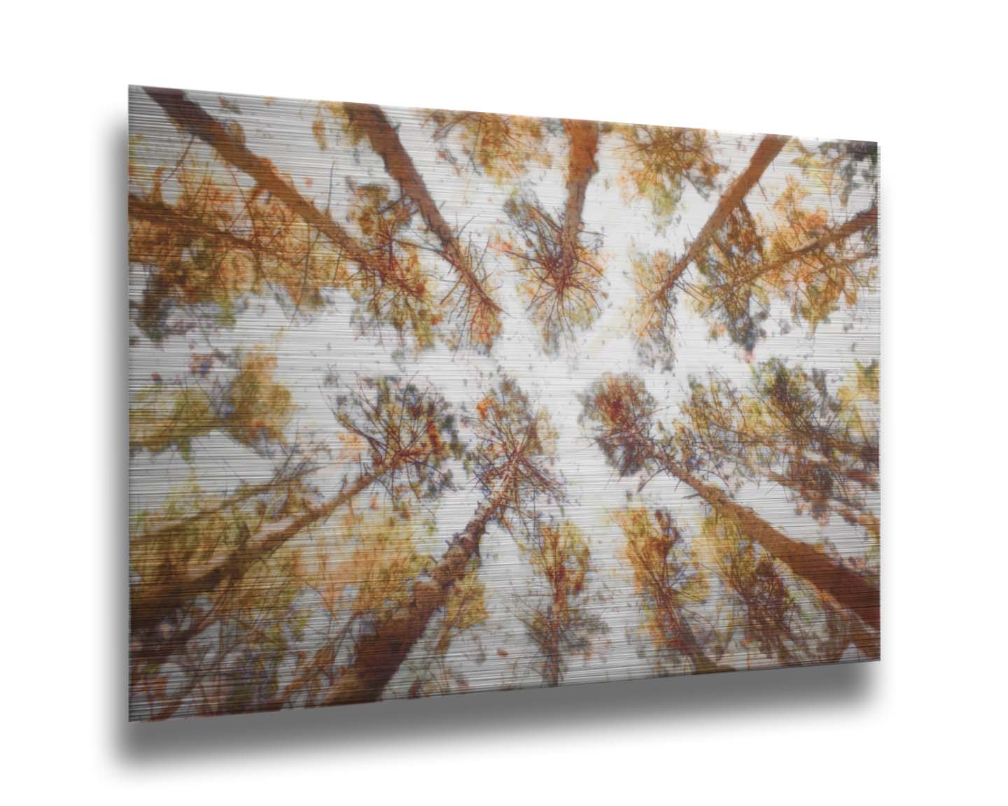 A photo looking up at a tall forest of trees, esited to be reminiscent of painting. Printed on metal.