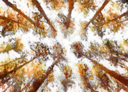 A photo looking up at a tall forest of trees, esited to be reminiscent of painting.