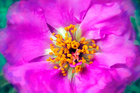 A closeup photo of a pink flower, edited and textured reminiscent of painting. 