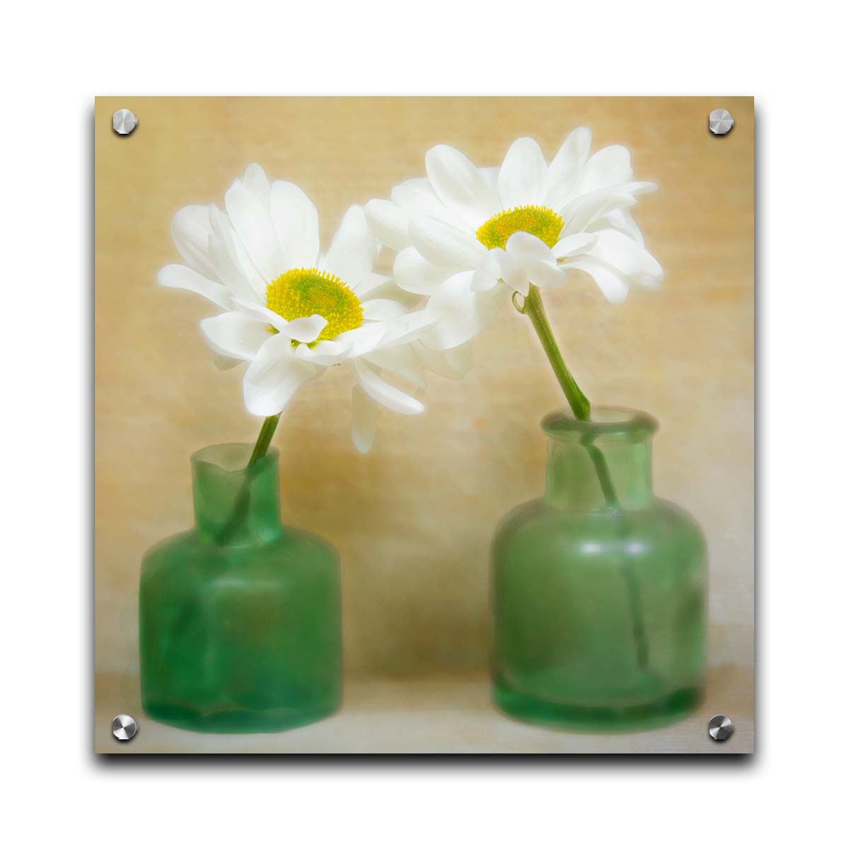 A photo of two white flowers in green glass jars, sitting against one another against a tan backdrop. Printed on acrylic.