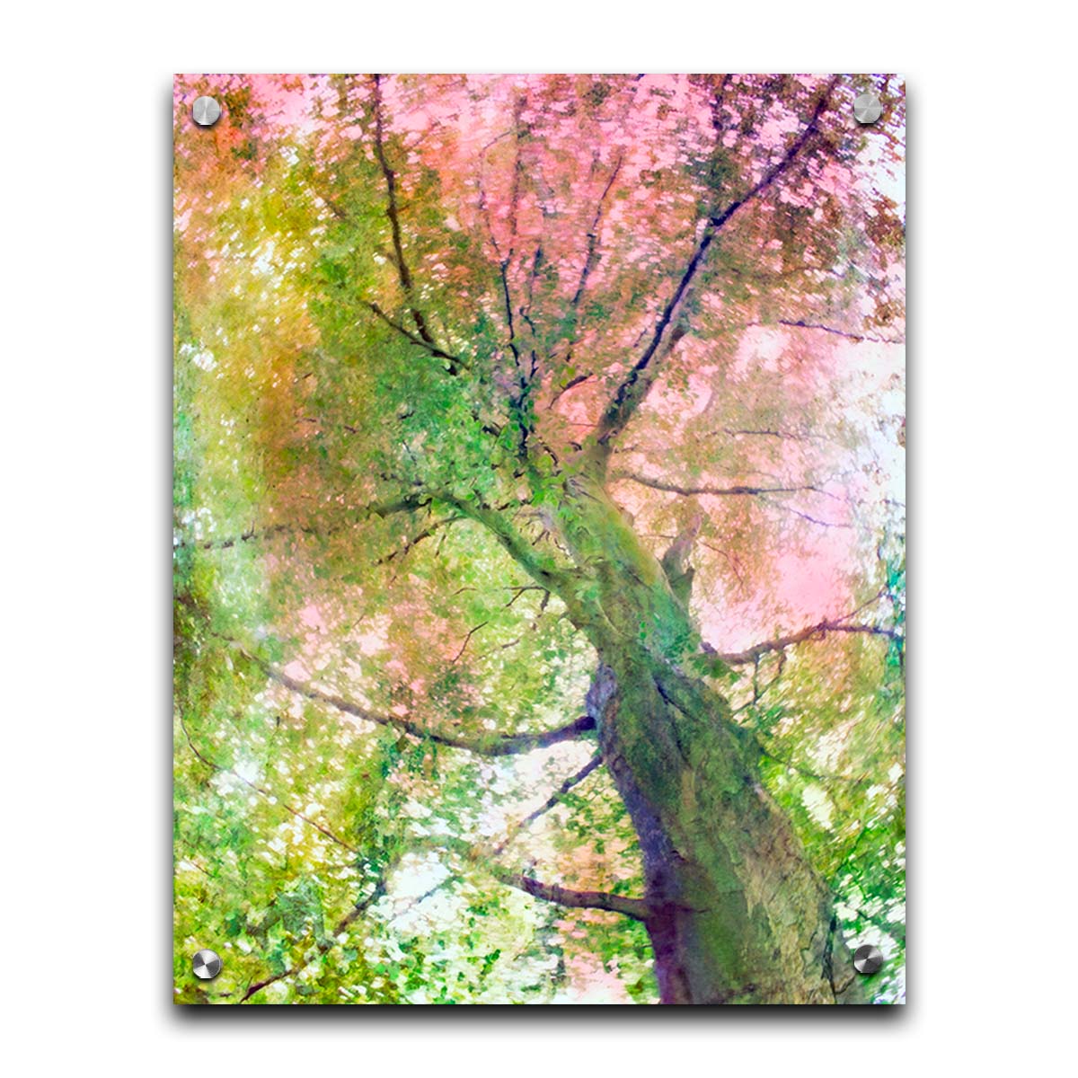 A photo looking up at a tree, edited with layers of texture in green and pink. Printed on acrylic.