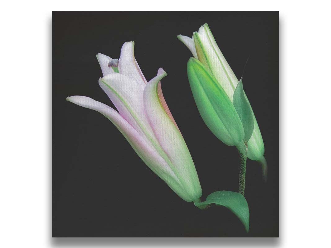 A photo of two pink lily blossoms suspended against a black background. Printed on canvas.