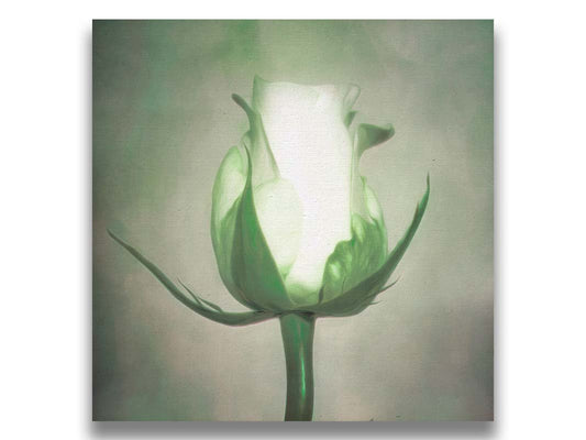 A photo of a white rose in soft lighting suspended against a gray background. Printed on canvas.