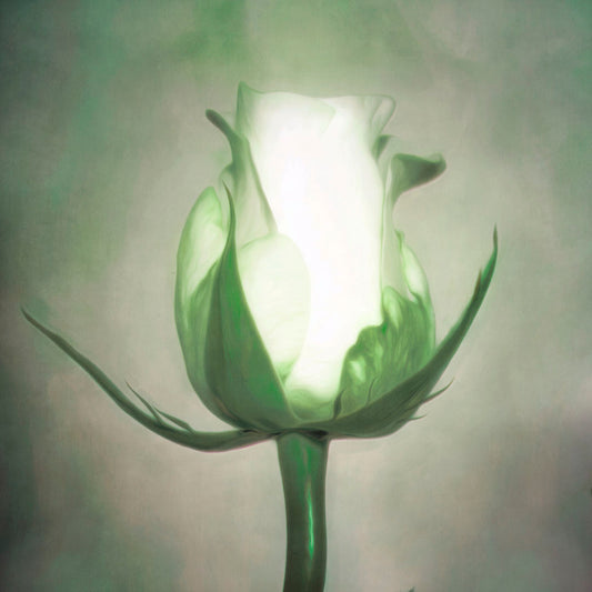 A photo of a white rose in soft lighting suspended against a gray background. 
