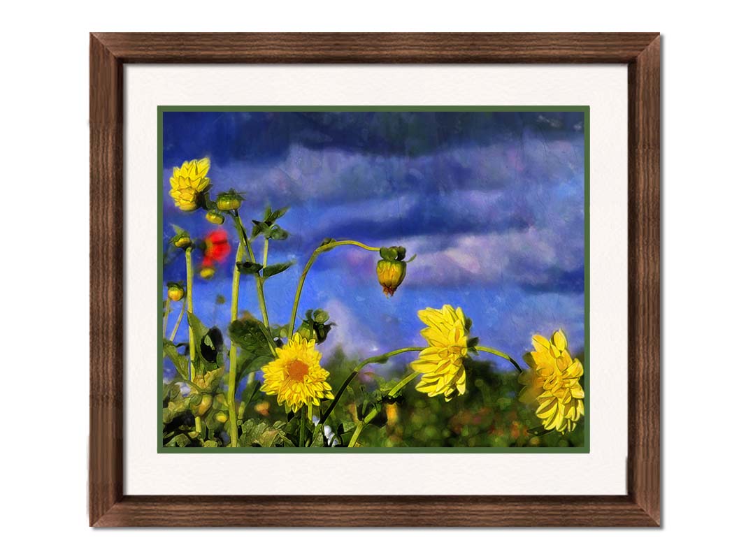 A photo of a collection of yellow flowers against a cloudy purple and blue sky. It is edited to have a painterly appearance. Printed on paper, matted, and framed.