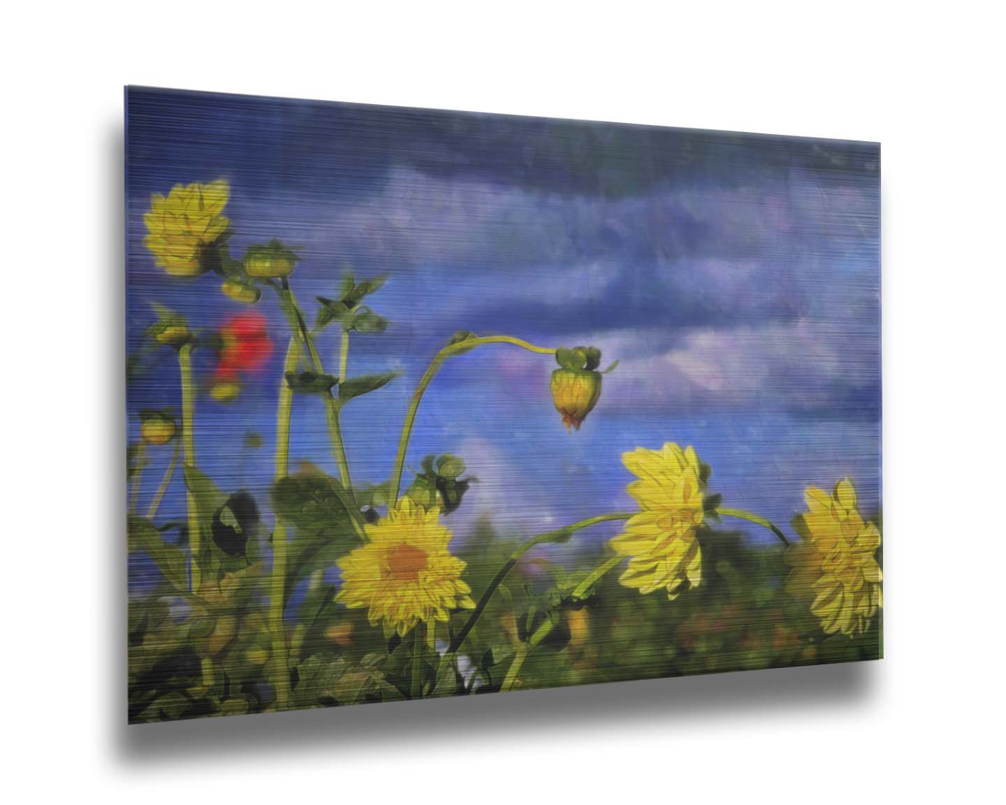 A photo of a collection of yellow flowers against a cloudy purple and blue sky. It is edited to have a painterly appearance. Printed on metal.