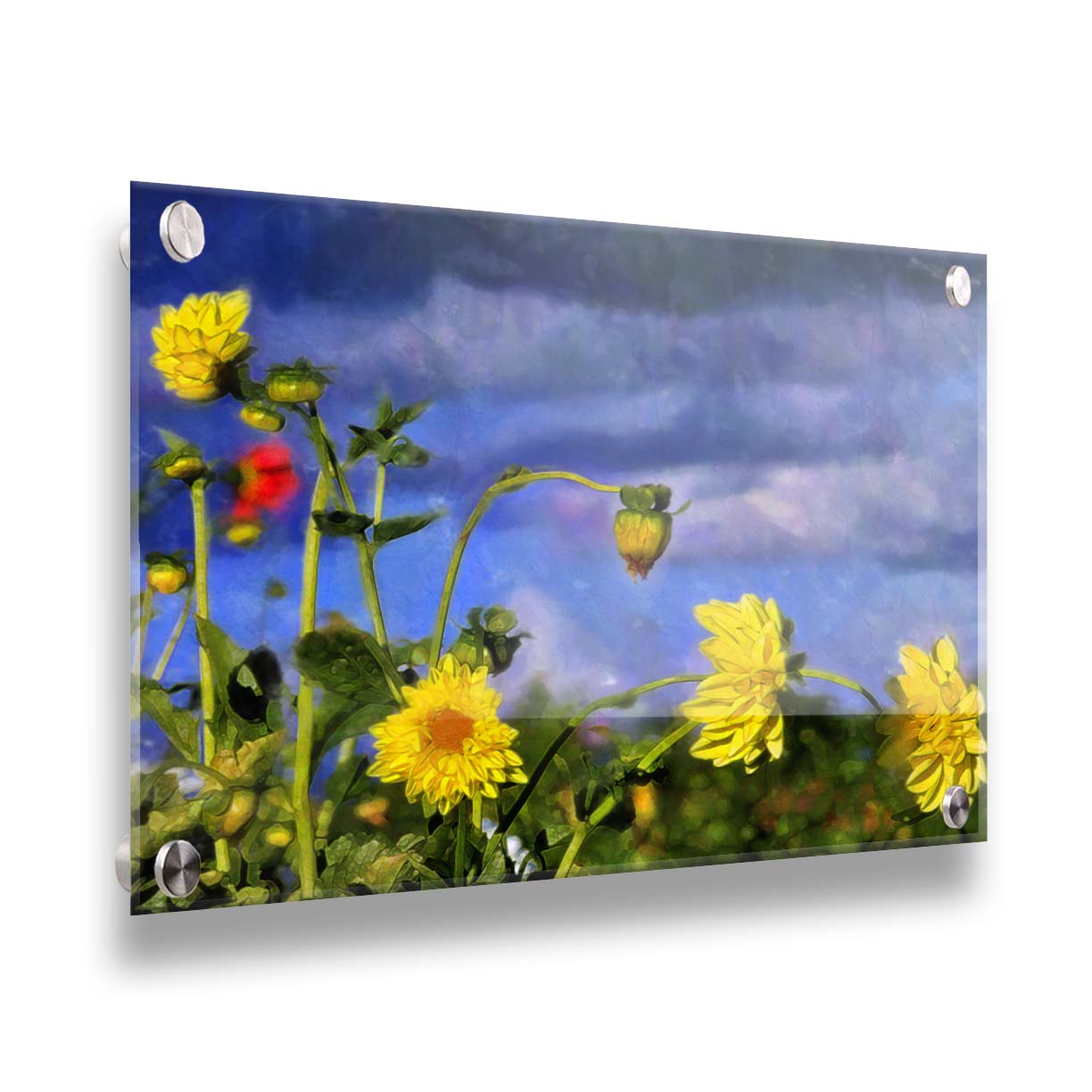 A photo of a collection of yellow flowers against a cloudy purple and blue sky. It is edited to have a painterly appearance. Printed on acrylic.