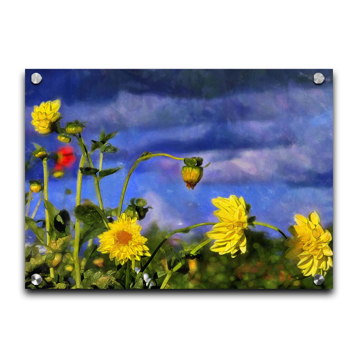 A photo of a collection of yellow flowers against a cloudy purple and blue sky. It is edited to have a painterly appearance. Printed on acrylic.