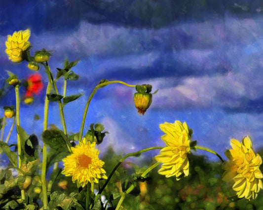 A photo of a collection of yellow flowers against a cloudy purple and blue sky. It is edited to have a painterly appearance.