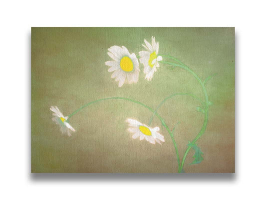 A photo of four bright white daisies growing against a green and brown backdrop. Printed on canvas.