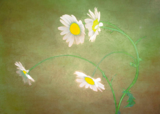 A photo of four bright white daisies growing against a green and brown backdrop.
