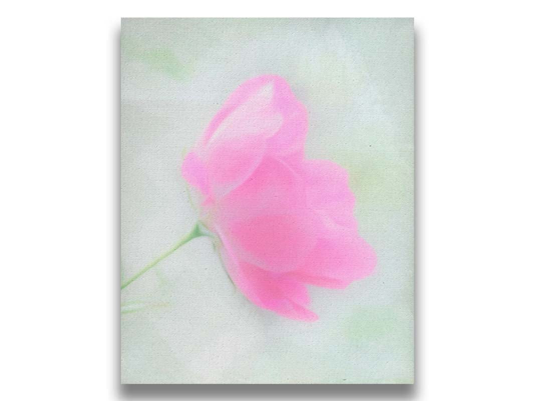 A closeup photo of a single pink poppy flower, edited to have a soft painterly appearance. Printed on canvas.