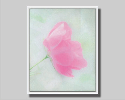 A closeup photo of a single pink poppy flower, edited to have a soft painterly appearance. Printed on canvas in a float frame.