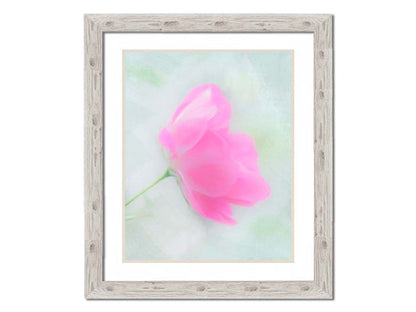 A closeup photo of a single pink poppy flower, edited to have a soft painterly appearance. Printed on paper, matted, and framed.