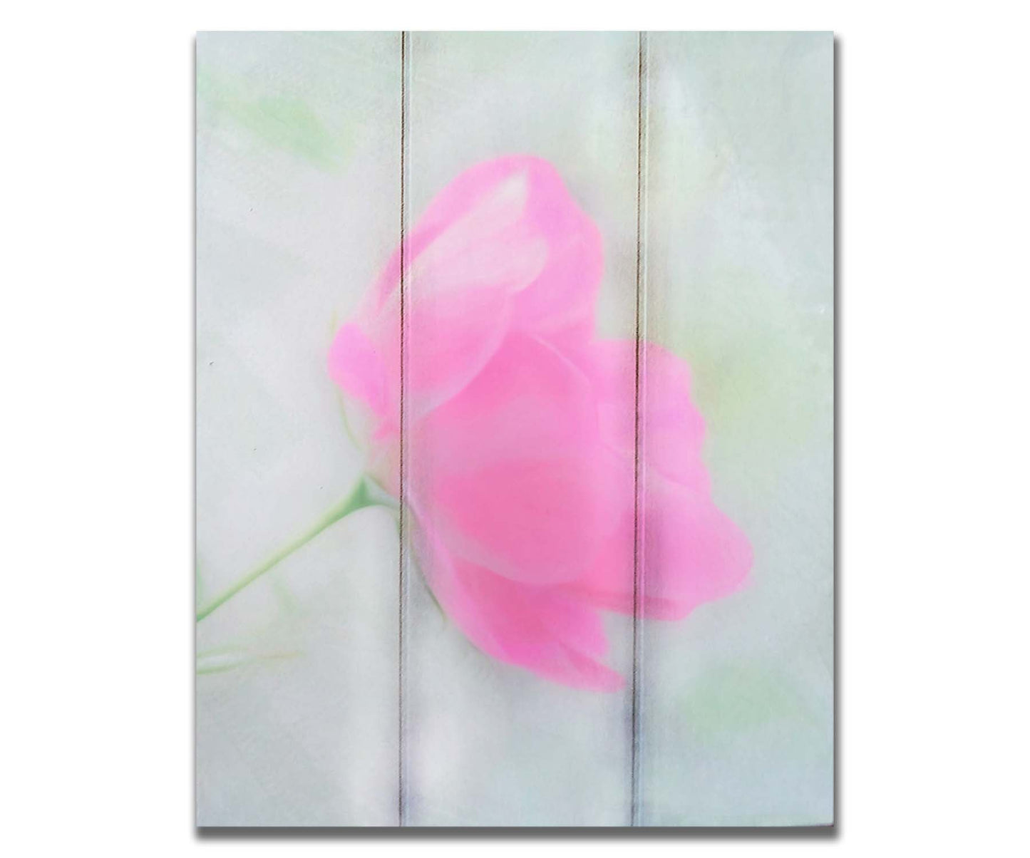 A closeup photo of a single pink poppy flower, edited to have a soft painterly appearance. Printed on a box board.