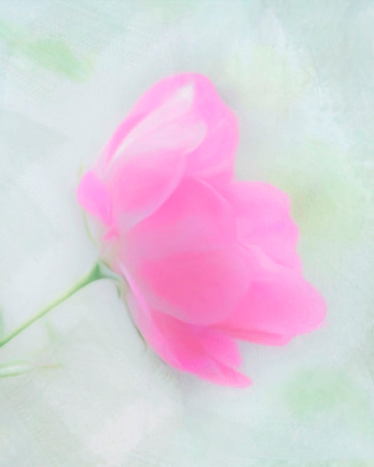 A closeup photo of a single pink poppy flower, edited to have a soft painterly appearance. 
