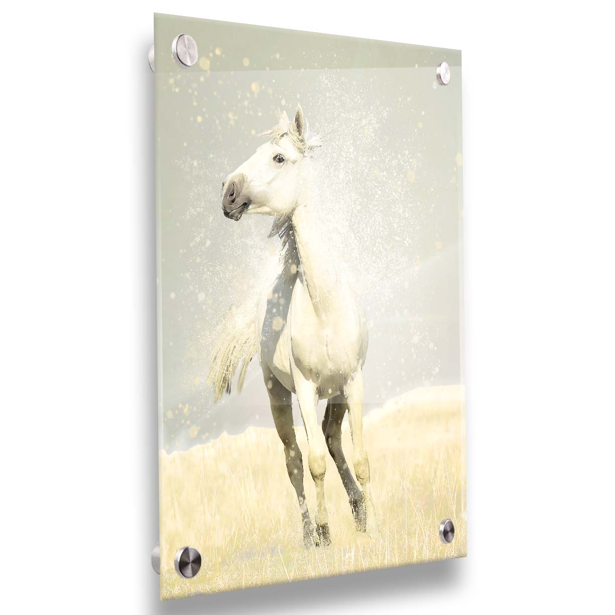 A photograph of a white horse in a pale yellow field of grass, backdropped with a gray sky. Printed on acrylic.