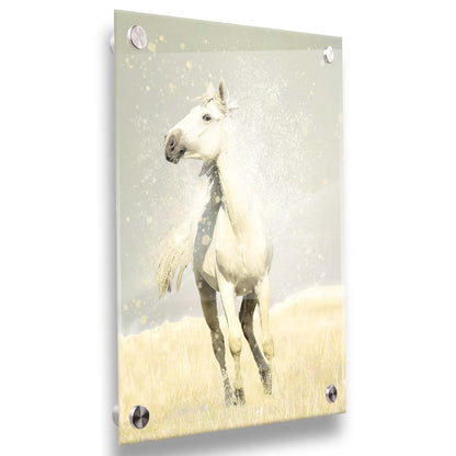 A photograph of a white horse in a pale yellow field of grass, backdropped with a gray sky. Printed on acrylic.