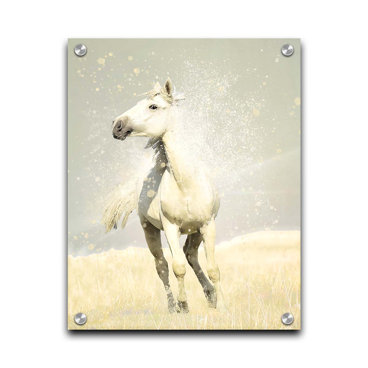 A photograph of a white horse in a pale yellow field of grass, backdropped with a gray sky. Printed on acrylic.