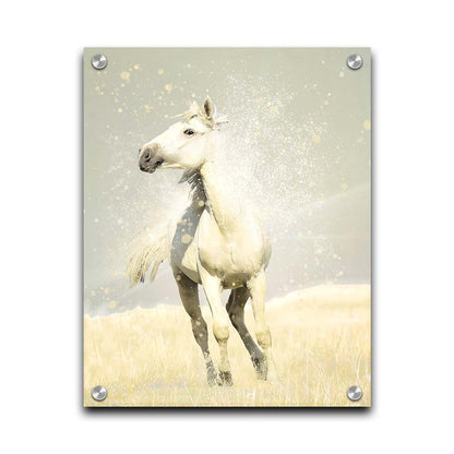 A photograph of a white horse in a pale yellow field of grass, backdropped with a gray sky. Printed on acrylic.