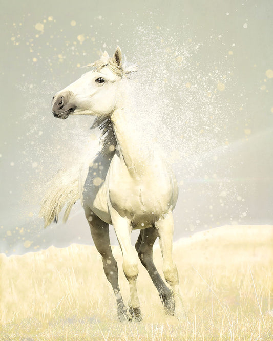 A photograph of a white horse in a pale yellow field of grass, backdropped with a gray sky.