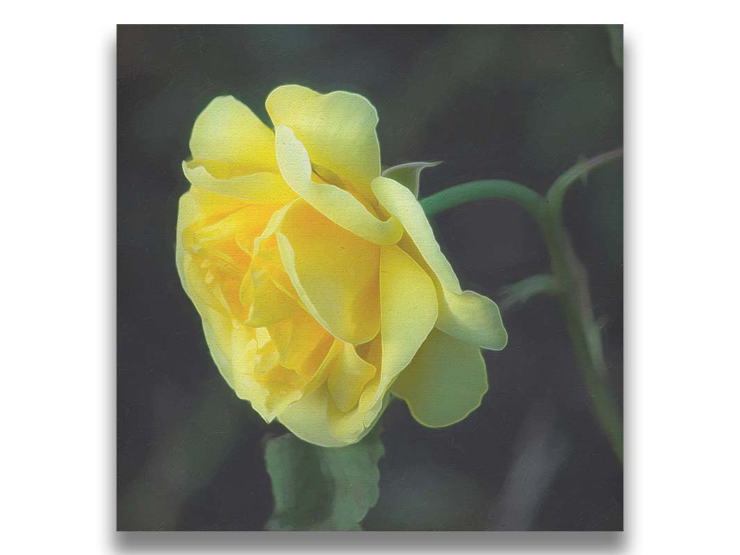 A photo of a yellow rose, the greenery of the plant blurred in perspective behind it. Printed on canvas.