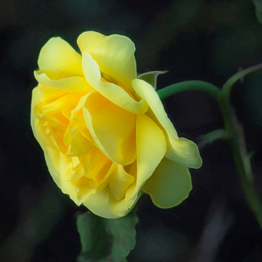 A photo of a yellow rose, the greenery of the plant blurred in perspective behind it. 