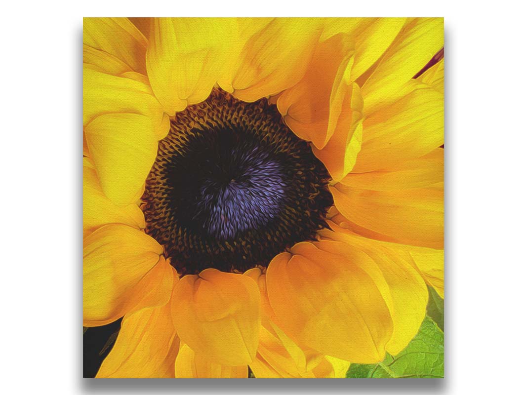 A closeup photo of a bright yellow sunflower, edited in a painterly style. Printed on canvas.