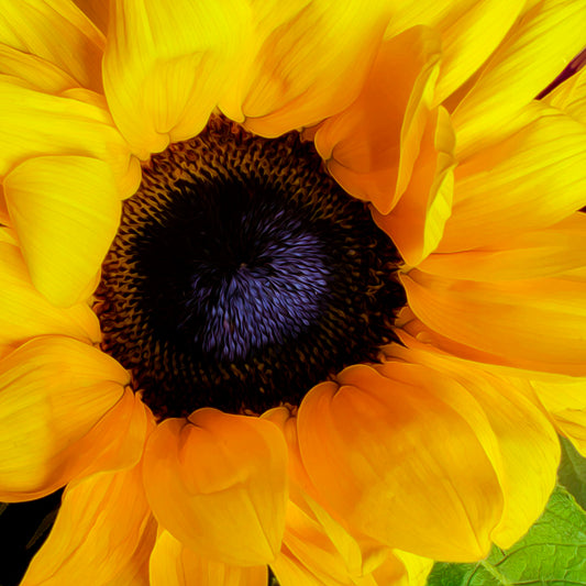 A closeup photo of a bright yellow sunflower, edited in a painterly style. 