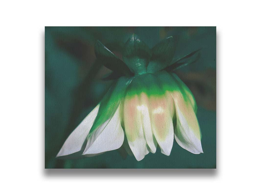 A photo of a white zinnia blossom pointed down, edited to have a painterly quality. Printed on canvas.