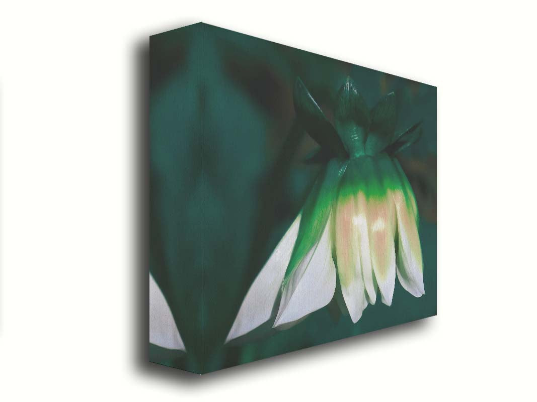 A photo of a white zinnia blossom pointed down, edited to have a painterly quality. Printed on canvas.