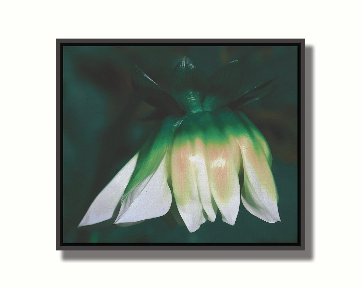 A photo of a white zinnia blossom pointed down, edited to have a painterly quality. Printed on canvas in a float frame.